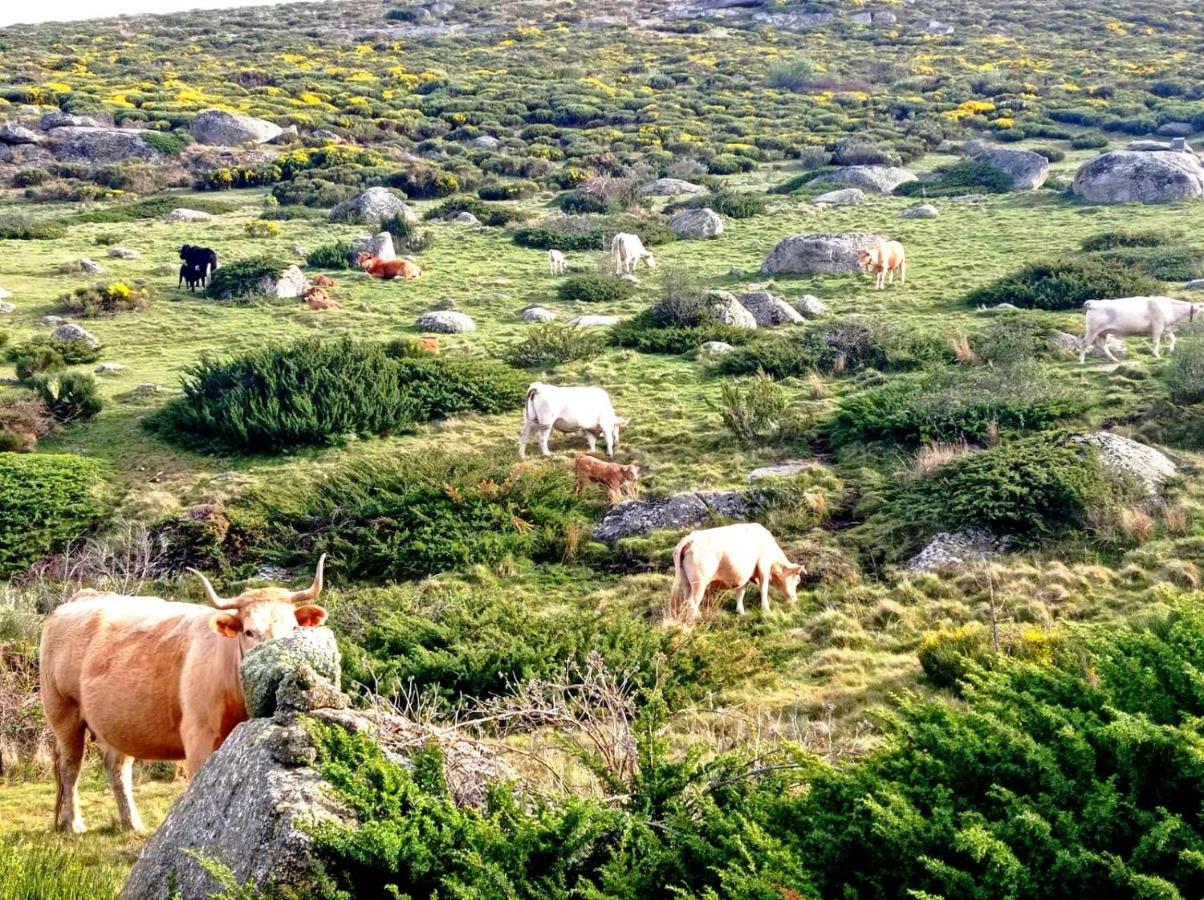 Navaquesera Mirador De Gredos Ávila Buitenkant foto